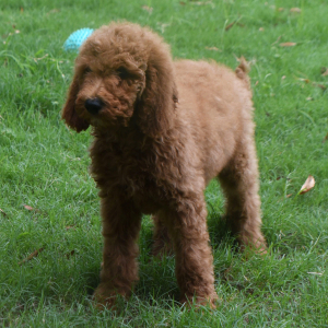 Goldendoodle Puppy Sage