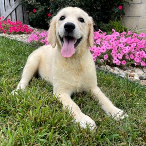Golden Retriever Puppy Emma