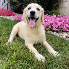 Golden Retriever Puppy Emma