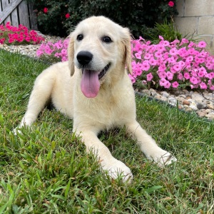 Golden Retriever Puppy Emma