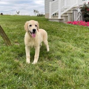 Golden Retriever Puppy Emma