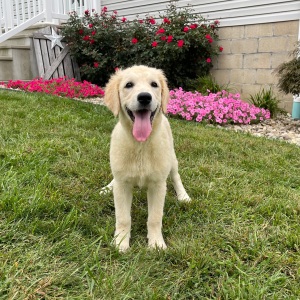 Golden Retriever Puppy Emma