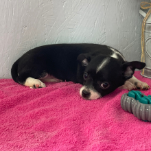 Chihuahua Puppy Lester