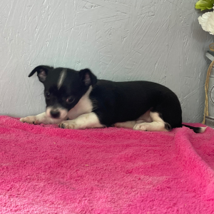 Chihuahua Puppy Lester