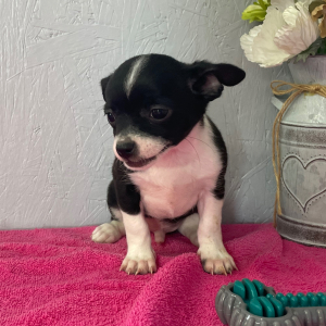 Chihuahua Puppy Lester