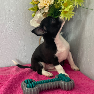 Chihuahua Puppy Lester