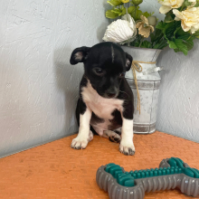 Chihuahua Puppy Lester