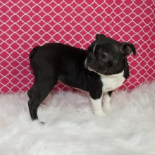 Boston Terrier Puppy Piper