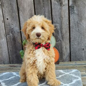 Cockapoo Puppy Gruber