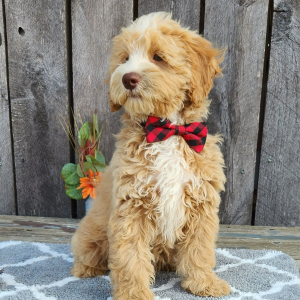 Cockapoo Puppy Gruber