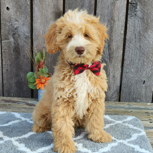 Cockapoo Puppy Gruber