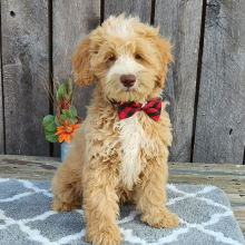 Cockapoo Puppy Gruber