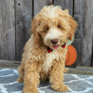 Cockapoo Puppy Gruber