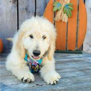Goldendoodle Puppy Halio