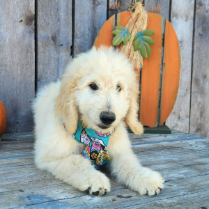 Goldendoodle Puppy Halio