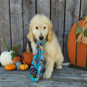 Goldendoodle Puppy Halio