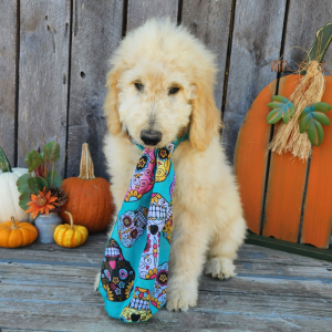 Goldendoodle Puppy Halio