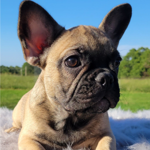 French Bulldog Puppy Chanda
