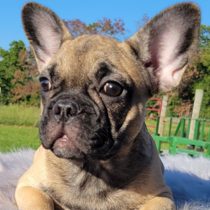 French Bulldog Puppy Chanda