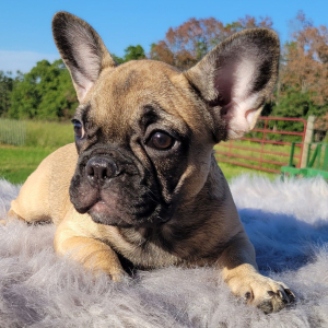 French Bulldog Puppy Chanda