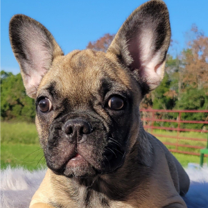 French Bulldog Puppy Chanda