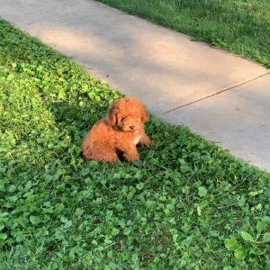Poodle Puppy Sam