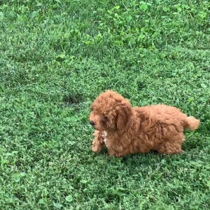 Poodle Puppy Sam