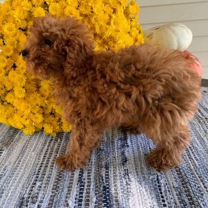 Poodle Puppy Sam