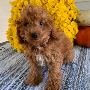 Poodle Puppy Sam