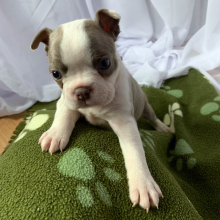 Boston Terrier Puppy Sina