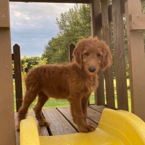 Goldendoodle Puppy Freda
