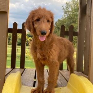 Goldendoodle Puppy Freda