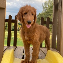 Goldendoodle Puppy Freda
