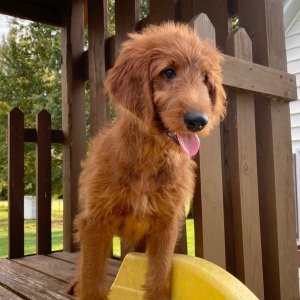 Goldendoodle Puppy Freda