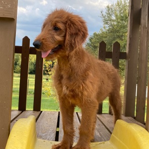 Goldendoodle Puppy Freda