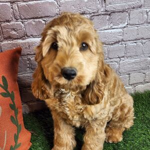 Cockapoo Puppy Alan