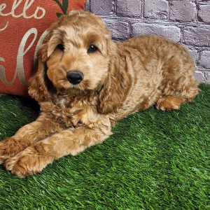 Cockapoo Puppy Alan