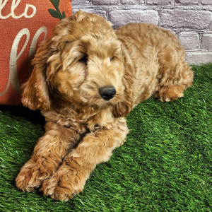 Cockapoo Puppy Alan