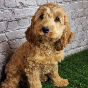 Cockapoo Puppy Alan