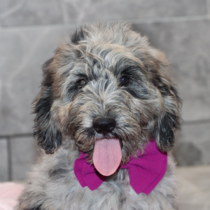 Goldendoodle Puppy Dexter