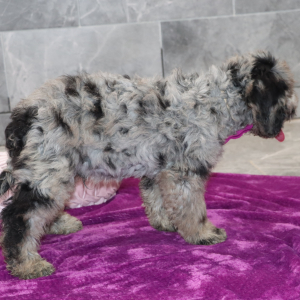 Goldendoodle Puppy Dexter