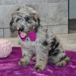Goldendoodle Puppy Dexter