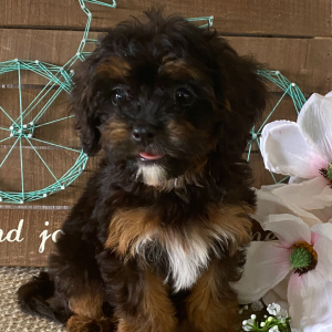 Cavapoo Puppy Twinkle