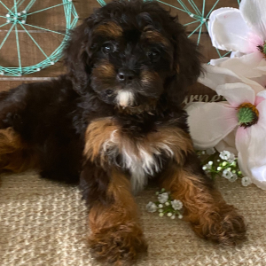 Cavapoo Puppy Twinkle