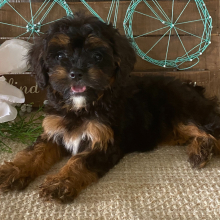 Cavapoo Puppy Twinkle