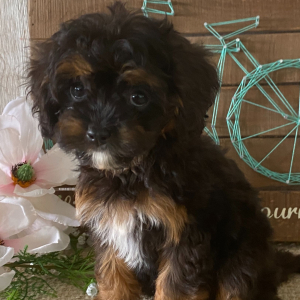 Cavapoo Puppy Twinkle