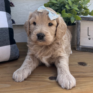 Goldendoodle Puppy Lou