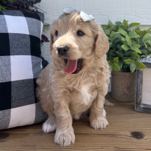 Goldendoodle Puppy Lou