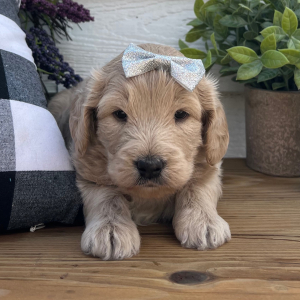 Goldendoodle Puppy Lou