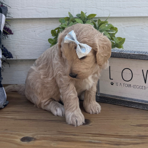 Goldendoodle Puppy Lou